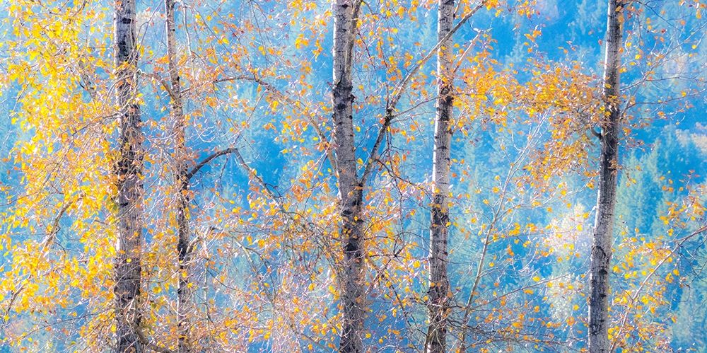 Washington State-Preston with Cottonwood trees springtime leafing out